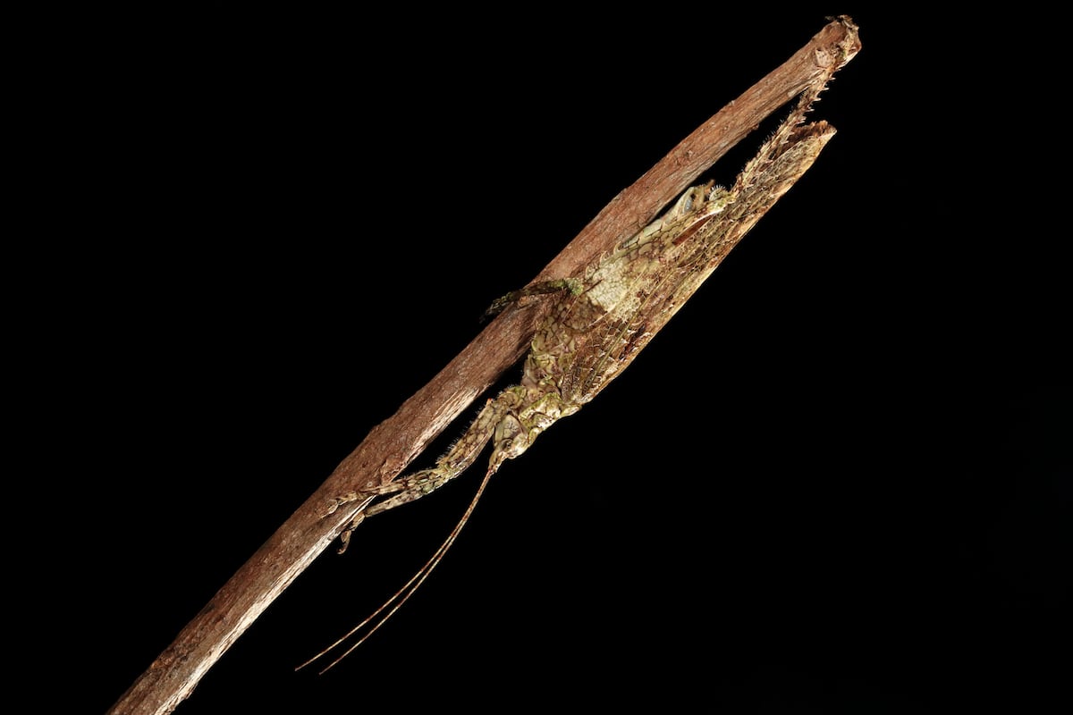 Escuchar a los saltamontes: la nueva forma de estudiar insectos tropicales en Panamá