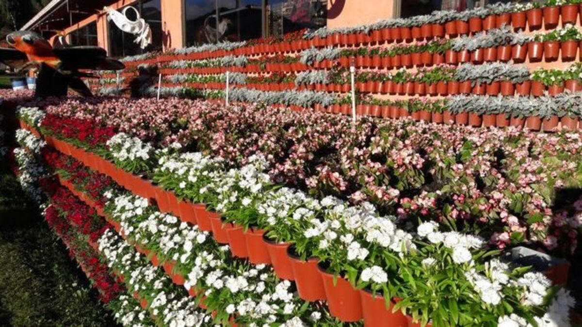 Inauguran Feria de las Flores y del Café de Boquete 2017