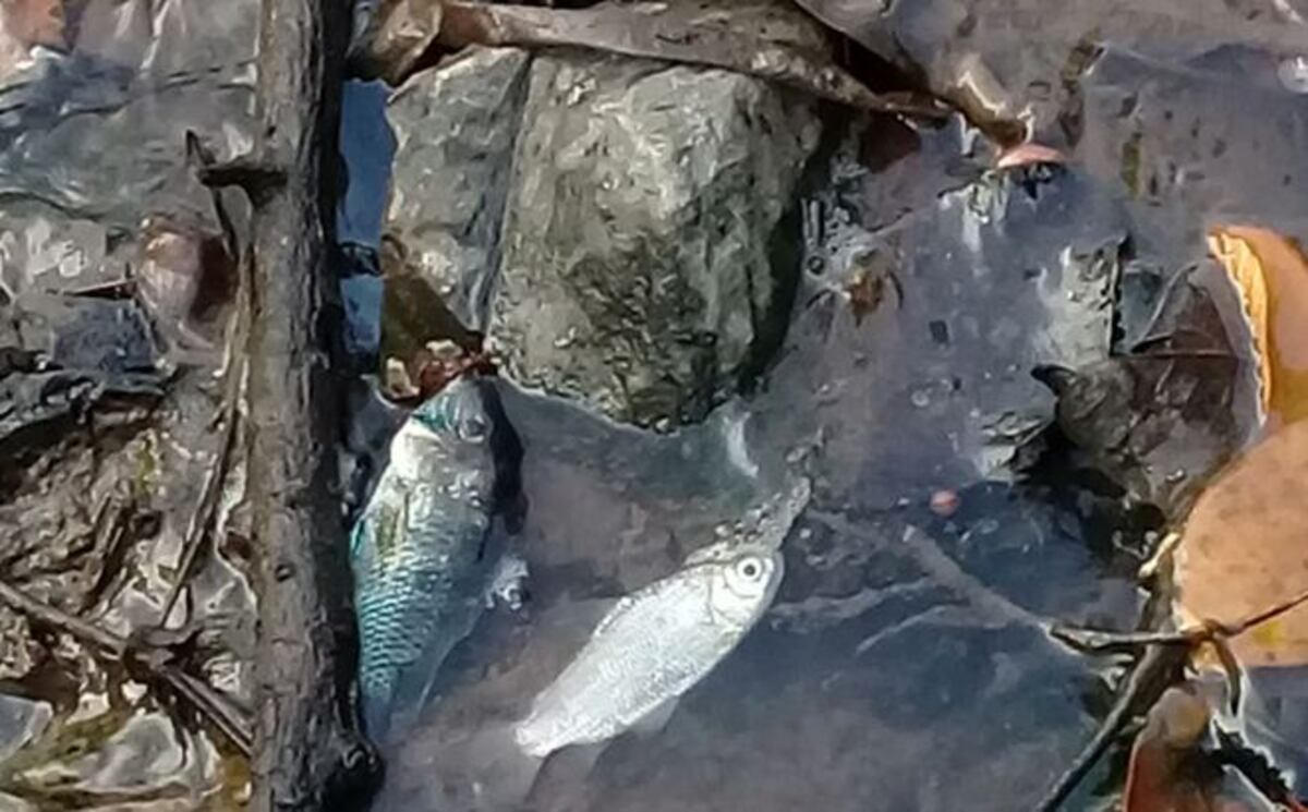 Mortandad de peces en Veraguas