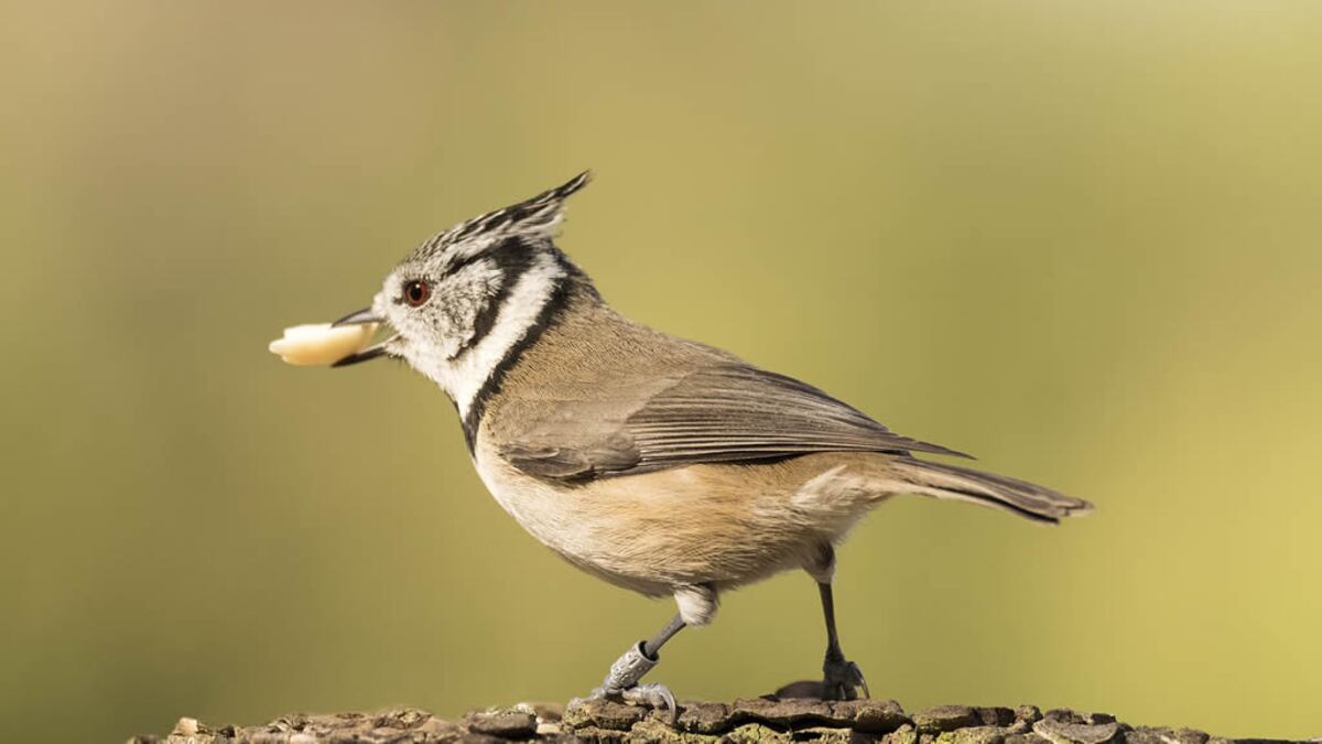 3 de marzo Día Mundial de la Vida Silvestre