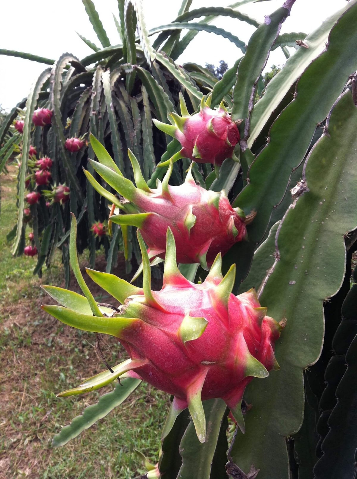 La deliciosa pitahaya. Una fruta con buen potencia para la exportación