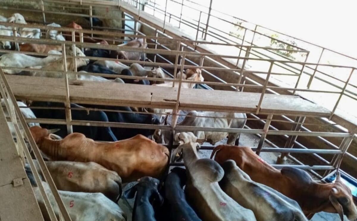 Capturan a capo tico en Chiriquí que se hacía pasar como ganadero