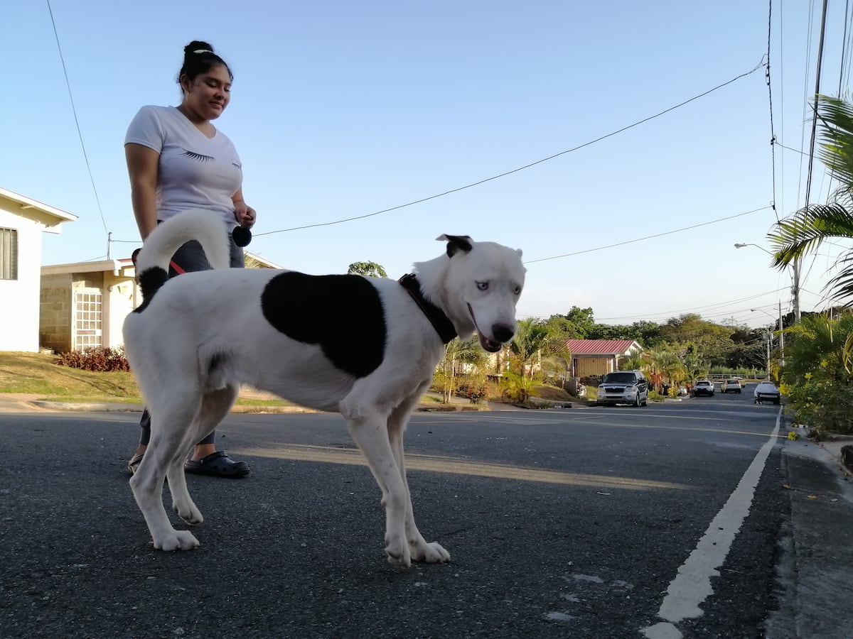 Ayude a sus mascotas a liberar estrés, la soledad también los pone con ansiedad