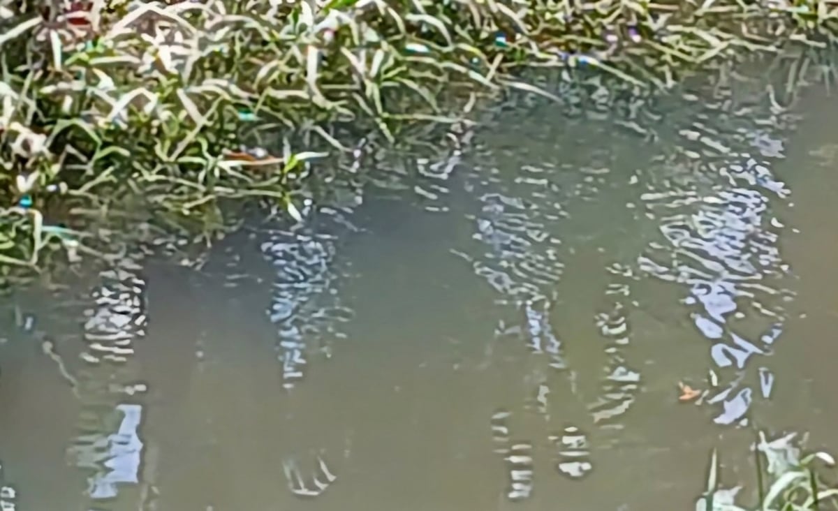LO ÚLTIMO | Macabro hallazgo en Changuinola: encuentran un cuerpo en avanzado estado de descomposición dentro de un canal