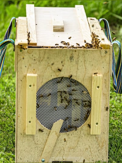 No pudo escapar de las abejas: intento de huida de adulto mayor termina fatal en Ngäbe Buglé