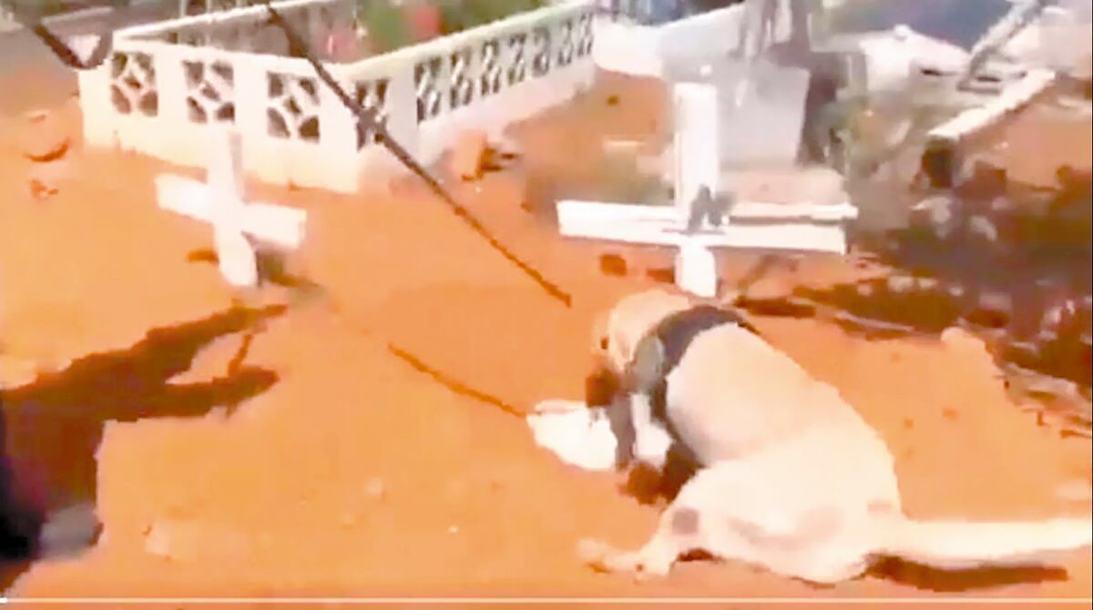 Unidad canina descubre escondite de drogas en tumba en Panamá Oeste