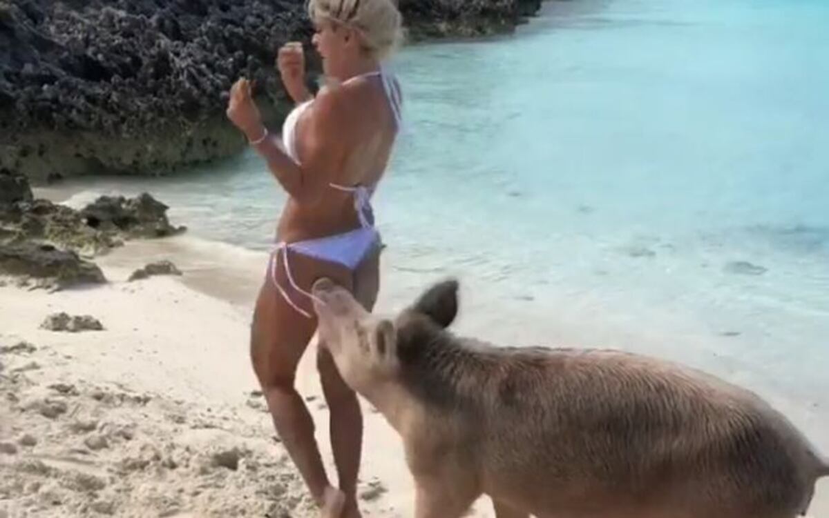 Es el año del cerdo y ellos lo saben 