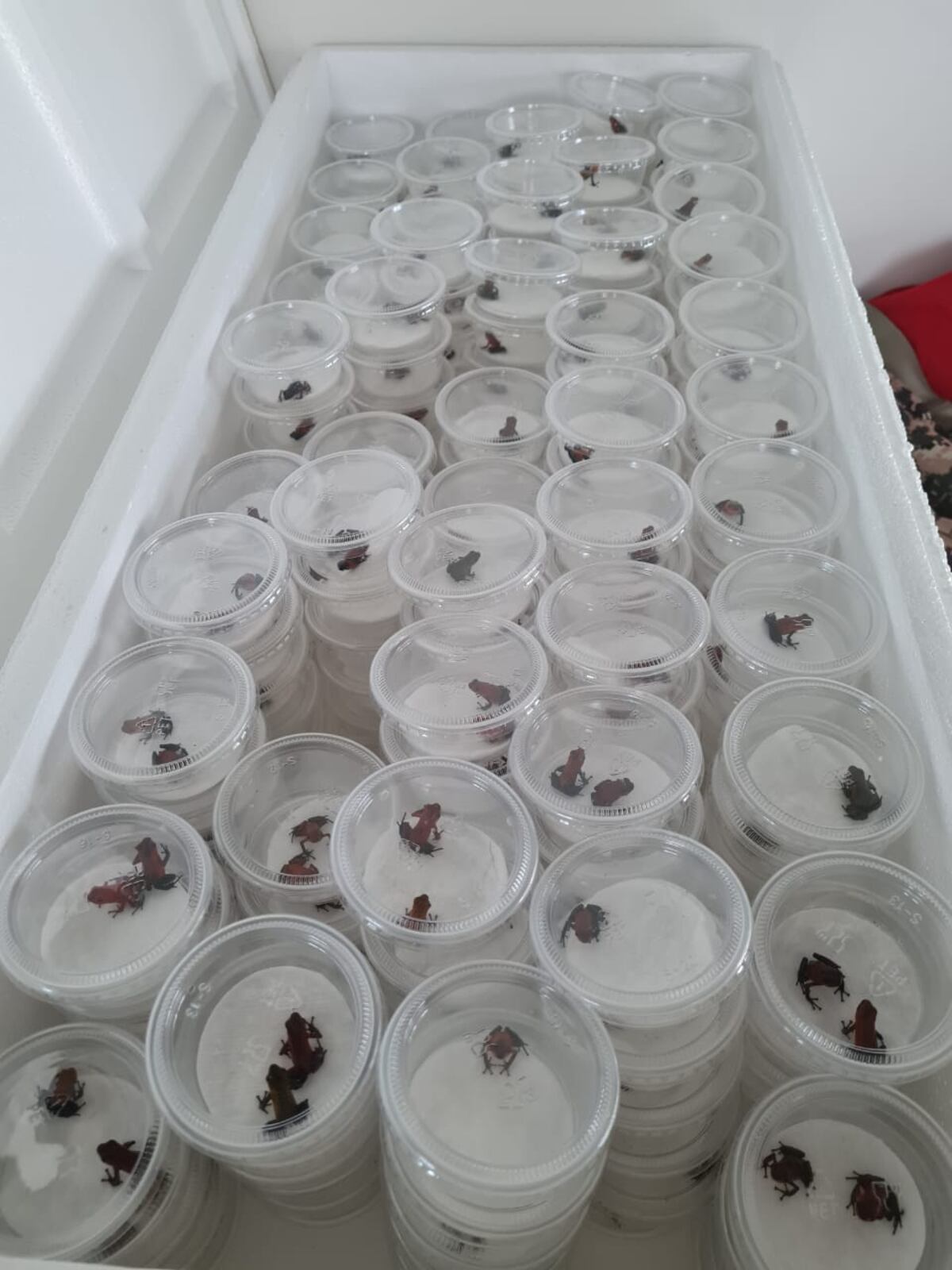 Decomisan en Panamá Oeste y Coclé, más de 300 ranas que iban a ser comercializadas en el mercado negro