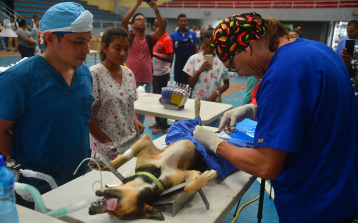 Actividades. Veterinario protagonista en series de Animal Planet está en Panamá 