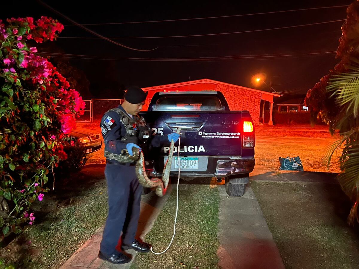 Terror. Serpiente se mete en una casa por el cielo raso y causa revuelo. Policía captura a la víbora