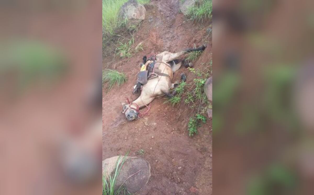 ¡MAESTRA SE SALVA! Caballo que la transportaba muere desnucado en Veraguas