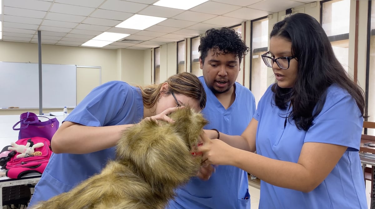 Estudiantes de veterinaria en UP ahora practican cirugías en ‘animales’ falsos y listos para el mundo real