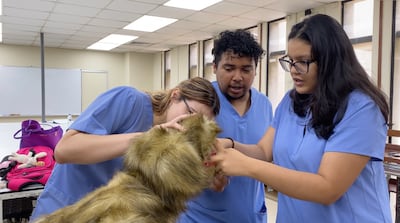 Estudiantes de veterinaria en UP ahora practican cirugías en ‘animales’ falsos y listos para el mundo real