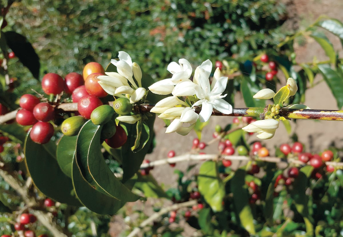 El café y el camarón los productos más exportados en el 2021