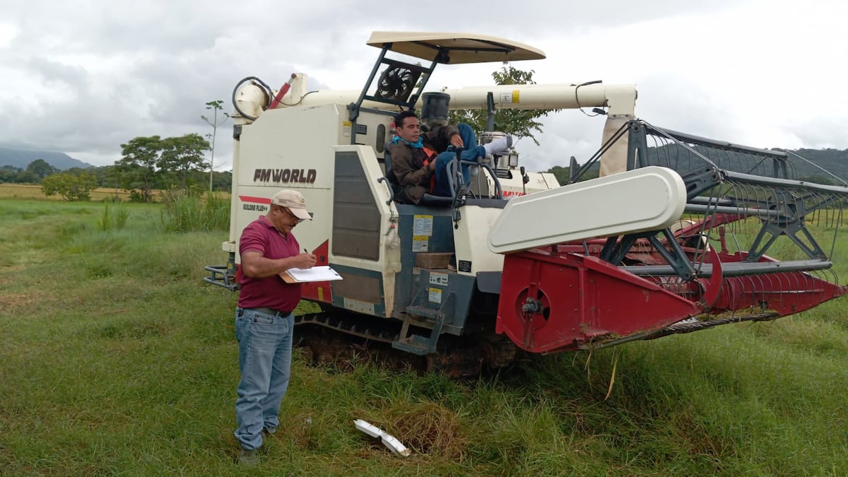 MIDA chequea arroz en Sajalices: así aseguran parte de la producción del grano en Panamá Oeste