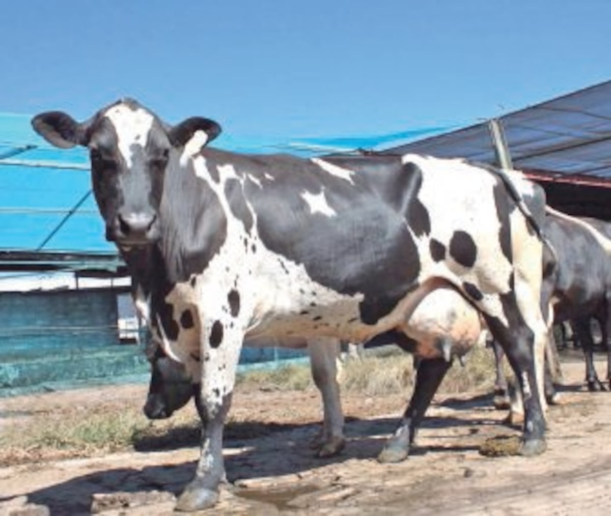 Mi Agro: Panamá, con una excelente producción de leche en la región