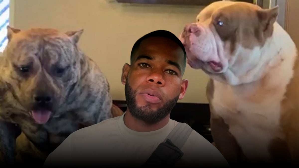 Presentan querella tras la muerte de dos perros encerrados en un auto en Colón