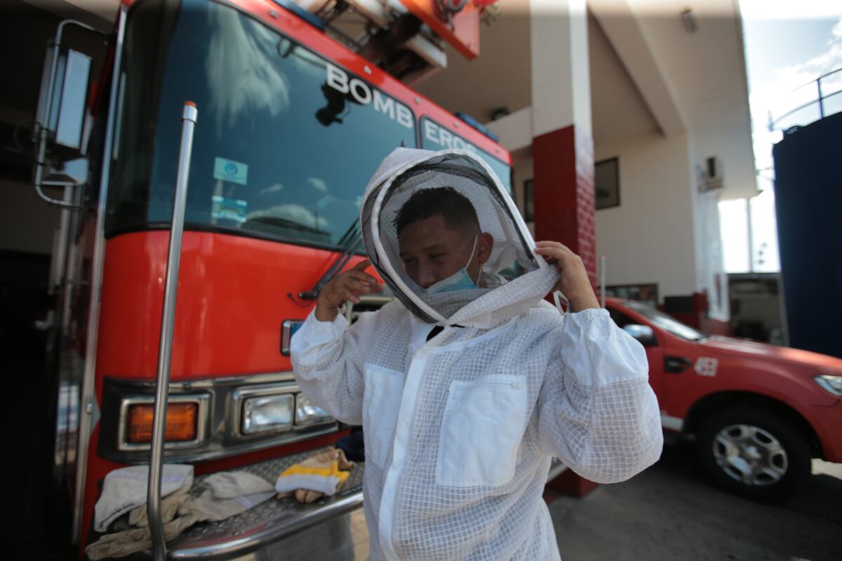 Abejas africanizadas. Sea precavido su picadura puede ser letal