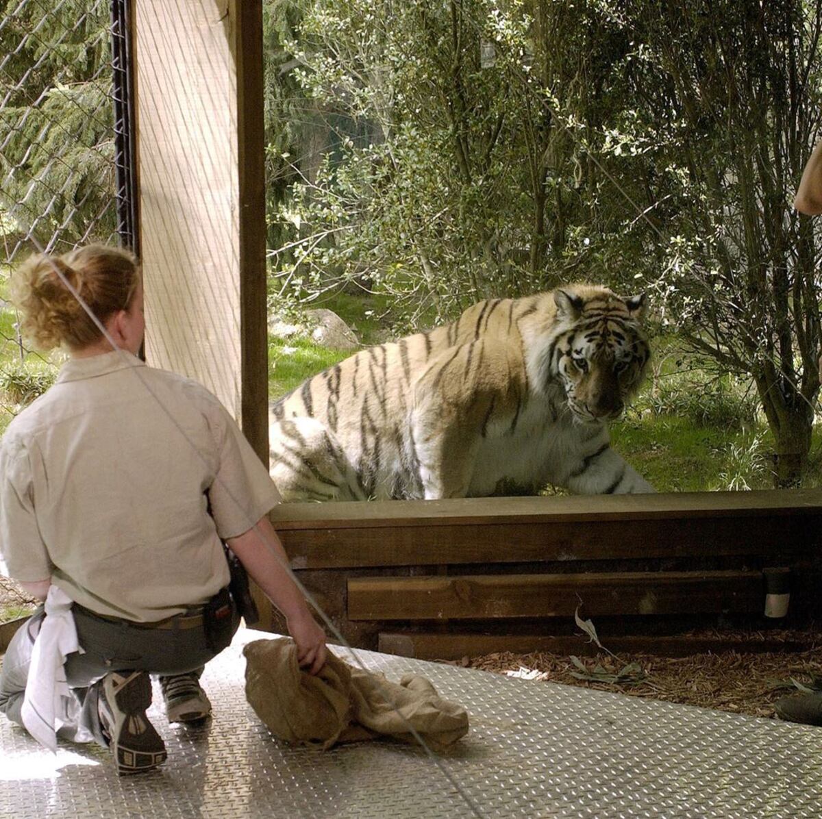 Una tigresa de zoológico en Nueva York da positivo por coronavirus