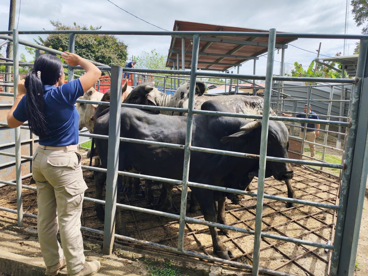 Más de 355 mil animales y un millón y medio de quintales de vegetales pasaron por los controles del MIDA en 2025