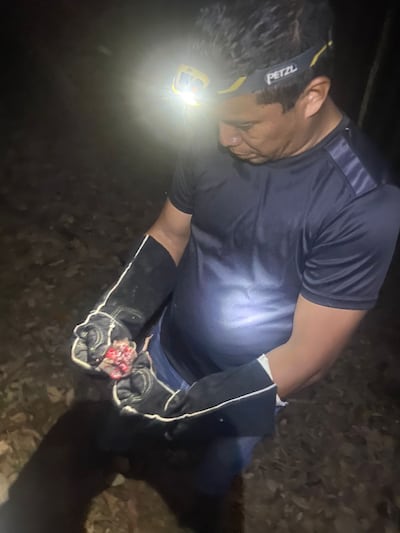 Capturan 26 murciélagos hematófagos en Panamá Oeste para prevenir la rabia silvestre