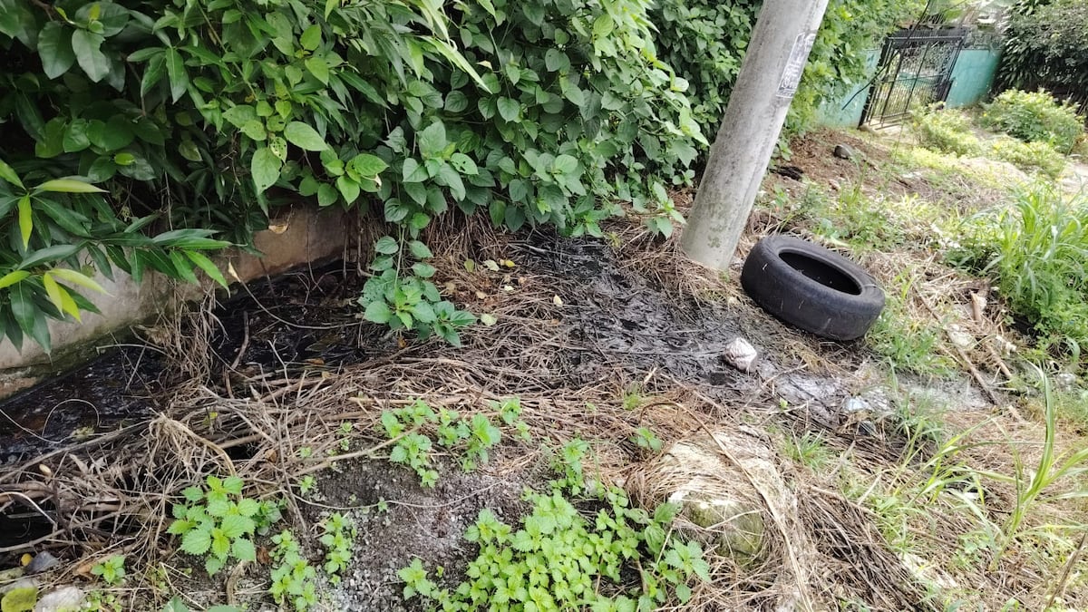Alertan por criaderos del mosquito del dengue en barrios de David y otros distritos