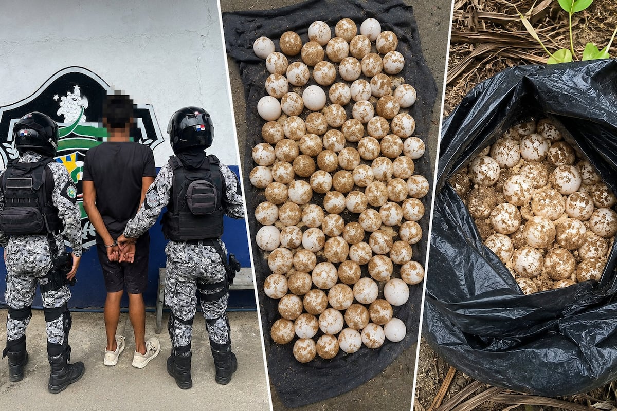 EL ‘NIDO’ LE SALIÓ CARO: Lo agarran en Playa Bluff con 119 huevos de tortuga
