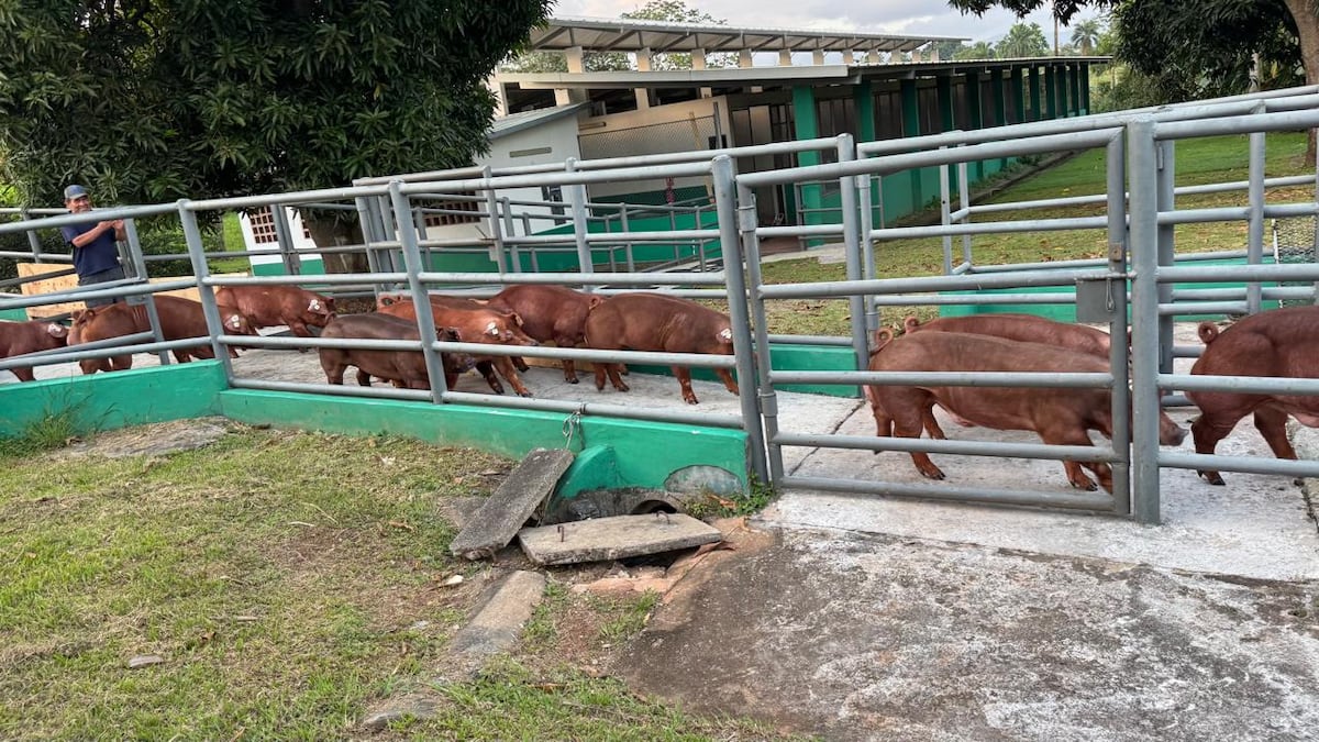 Controles más estrictos ante alza en importación de animales mayores