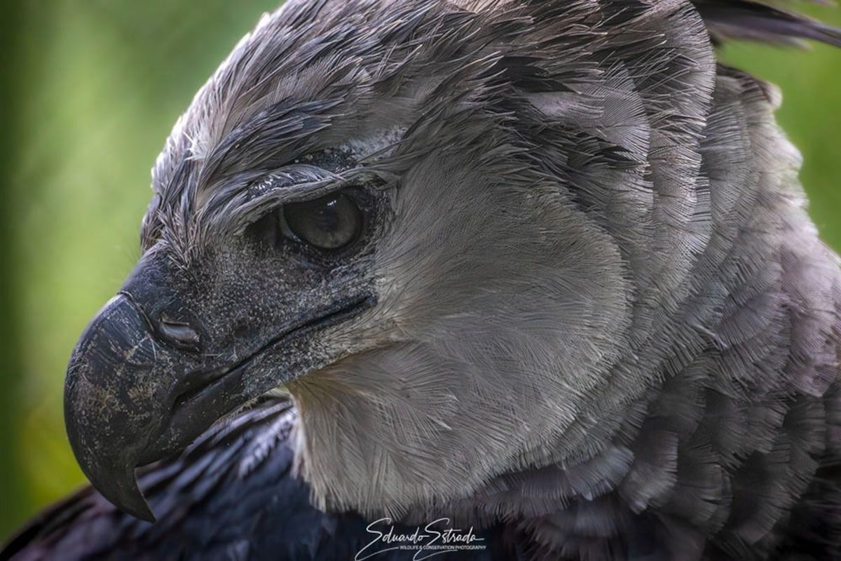 El Águila Harpía ‘Panamá’ cumple 16 años y lo celebran en grande en el Summit