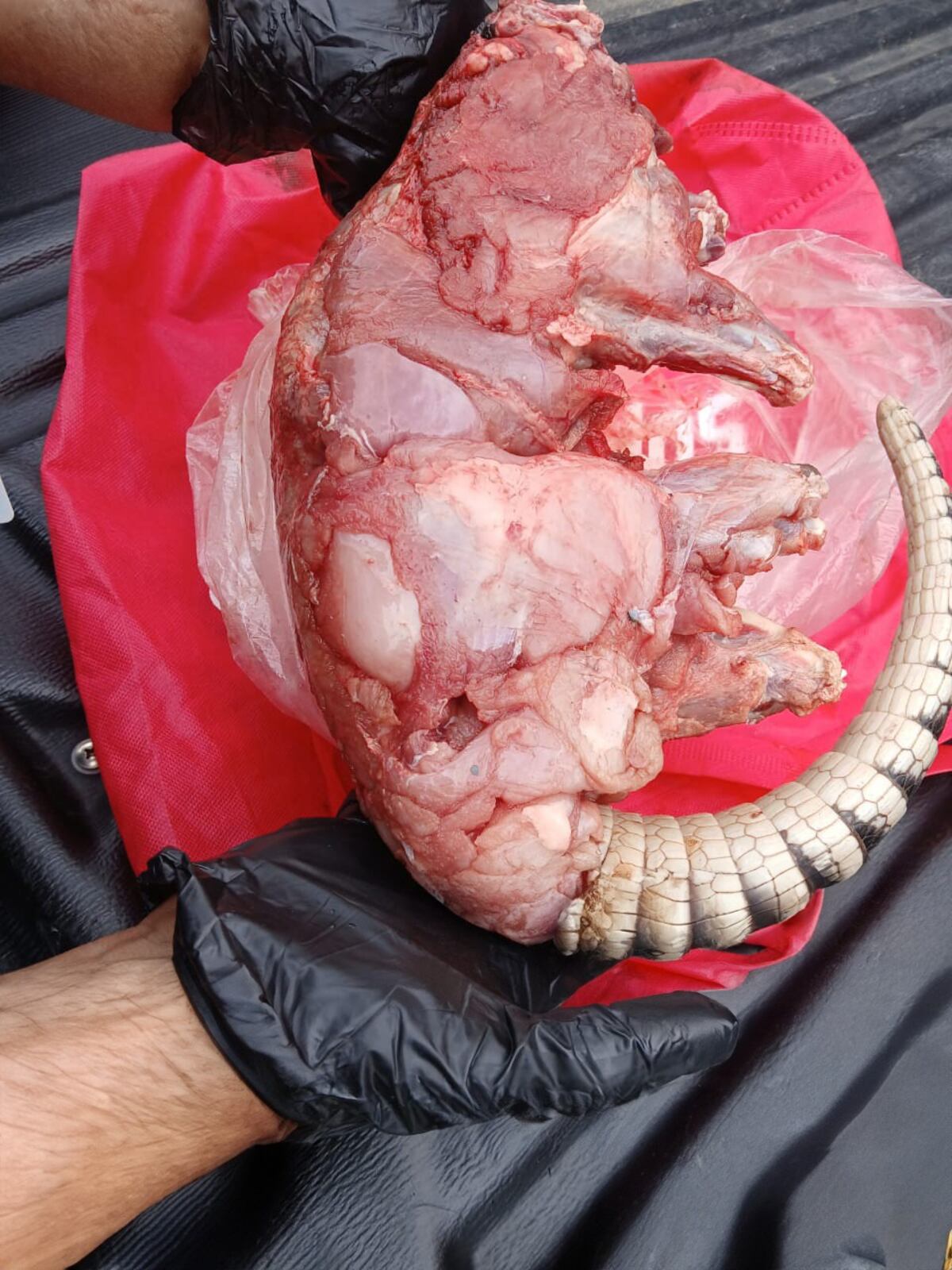 ¡Cayó por vender carne de armadillo en redes!