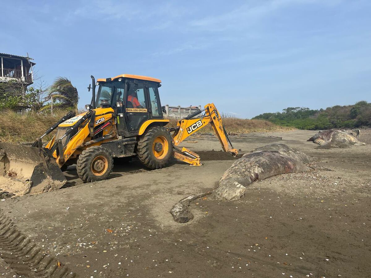 La ballena jorobada muerta en la playa Las Comadres, en Los Santos, estaba partida en dos