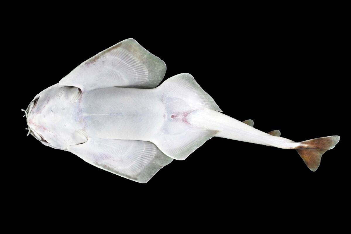 Nueva especie de tiburón ángel descubierta en Panamá