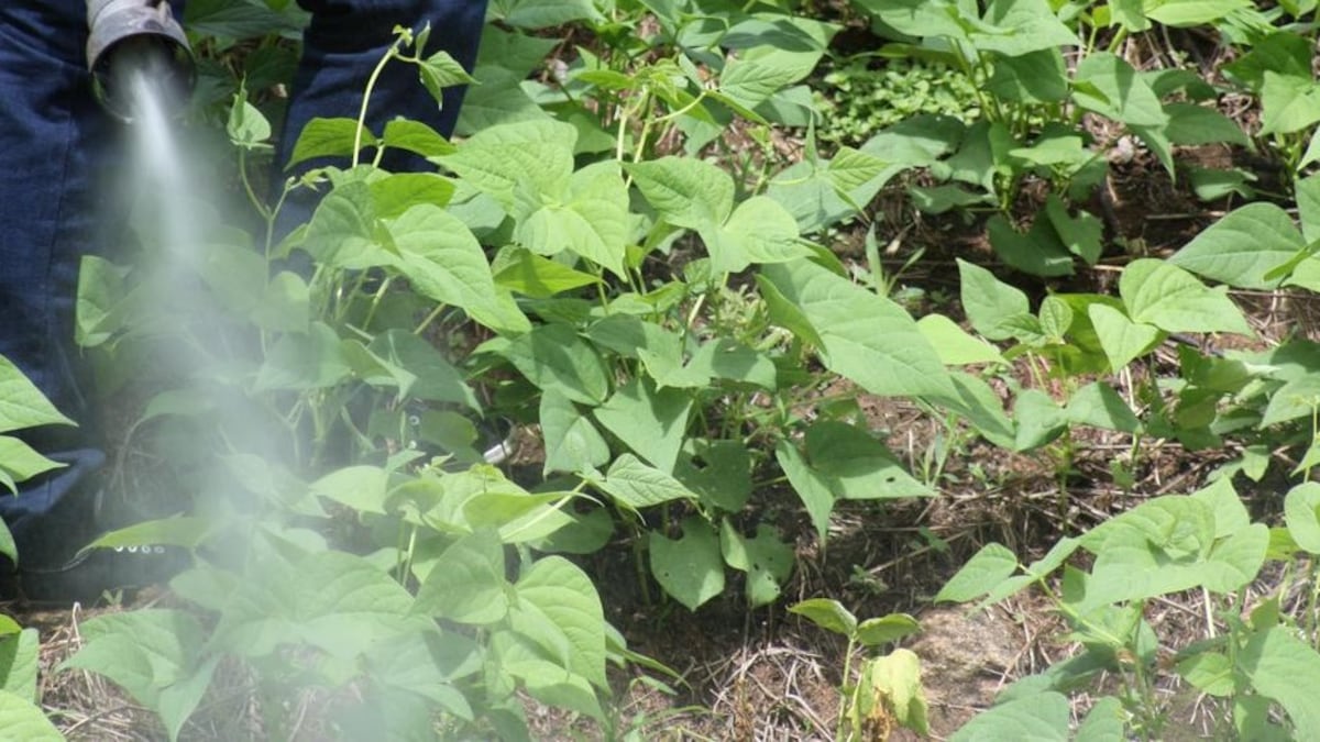 Ojo al dato: retiran ocho plaguicidas de alto riesgo en Panamá