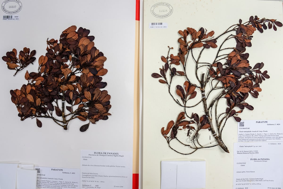 Descubren nuevo árbol en Panamá… y ya está en peligro crítico