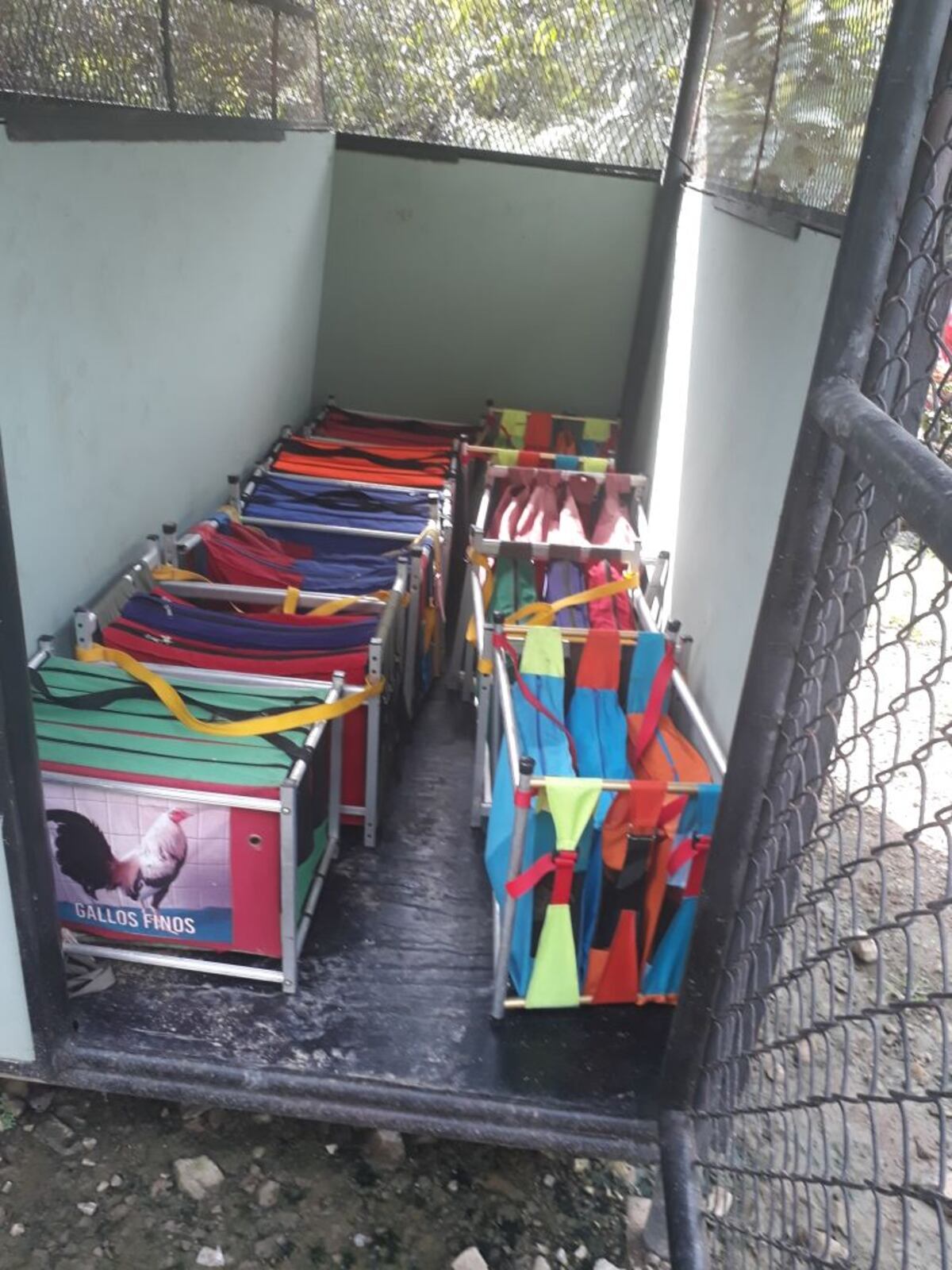 ¡AJOOO! Retienen a 31 aves por no portar los papeles de ingreso al país