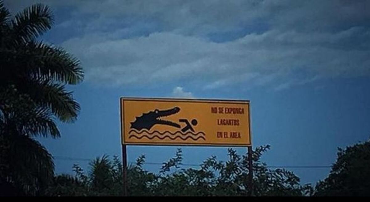 AY, DIOS|Presentador de TV advierte sobre más cocodrilos al acecho acá en Panamá