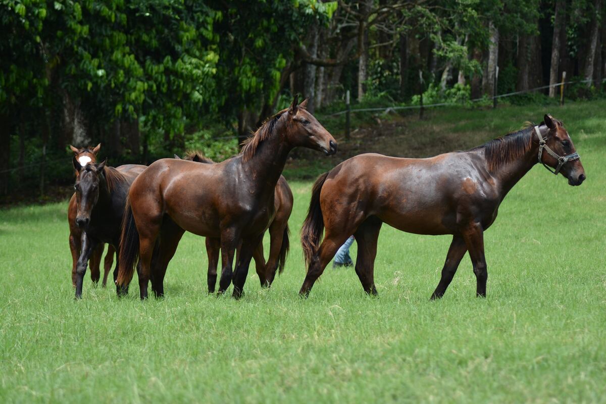 Harás San Miguel: 60 años siendo la cuna de campeones en Panamá