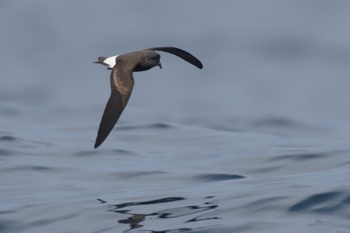 El viaje secreto de las aves que hace escala en Panamá