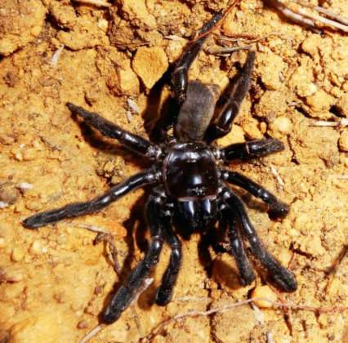 ¡NO PUEDE SER! Murió la araña más vieja del mundo, tenía 43 años