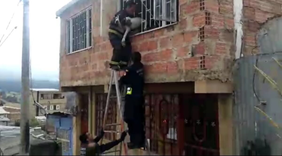 Rescatan a perro que había sido abandonado por dos meses dentro de una casa