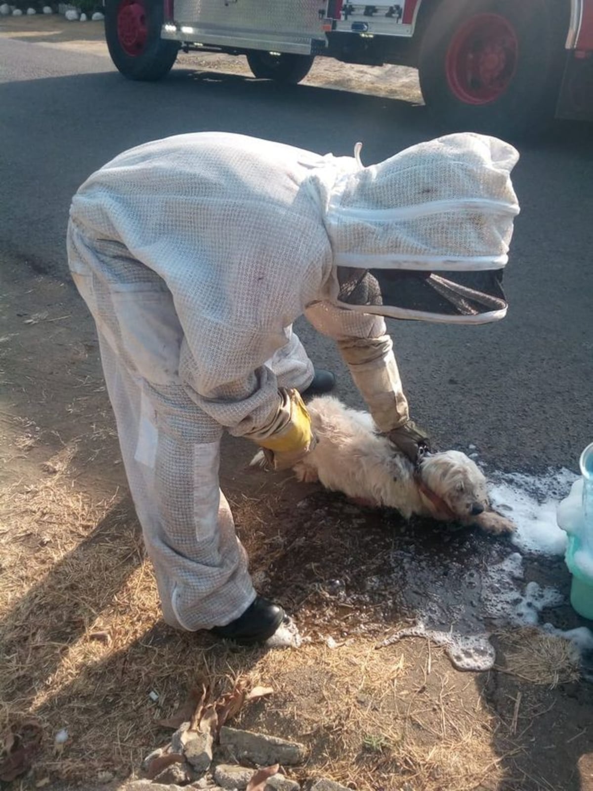 Bomberos rescatan perrito atacado por abejas