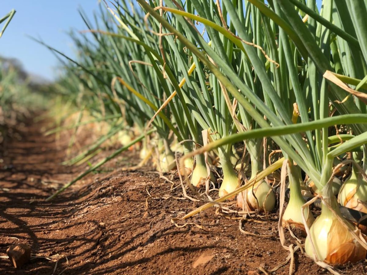 Productores de cebolla con buena cosecha en este 2022