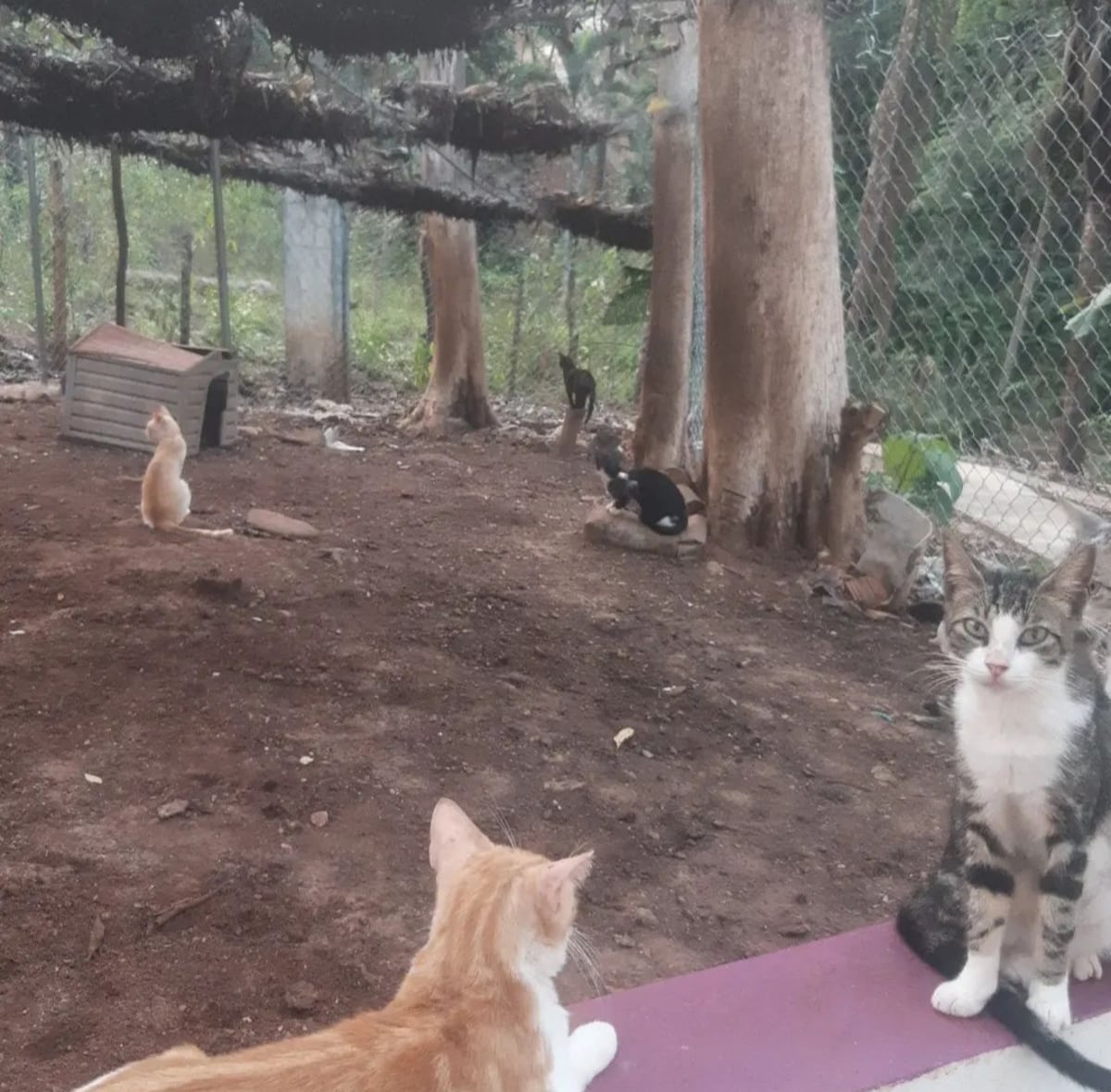 La casa del terror de los gatos. 150 animales rescatados en condiciones horribles 