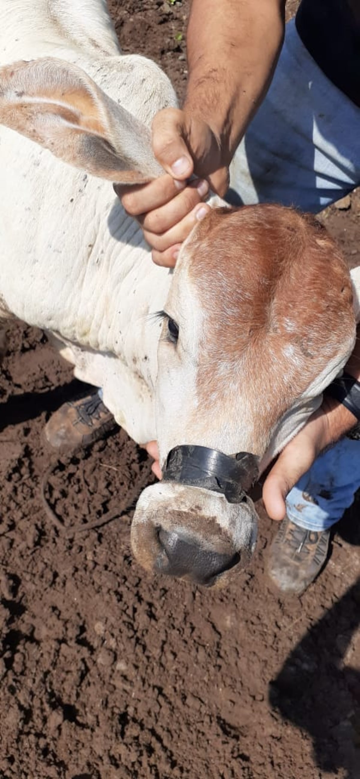 Cuatreros desatados en el Panamá Oeste. Ganaderos solicitan que tomen carta en el asunto