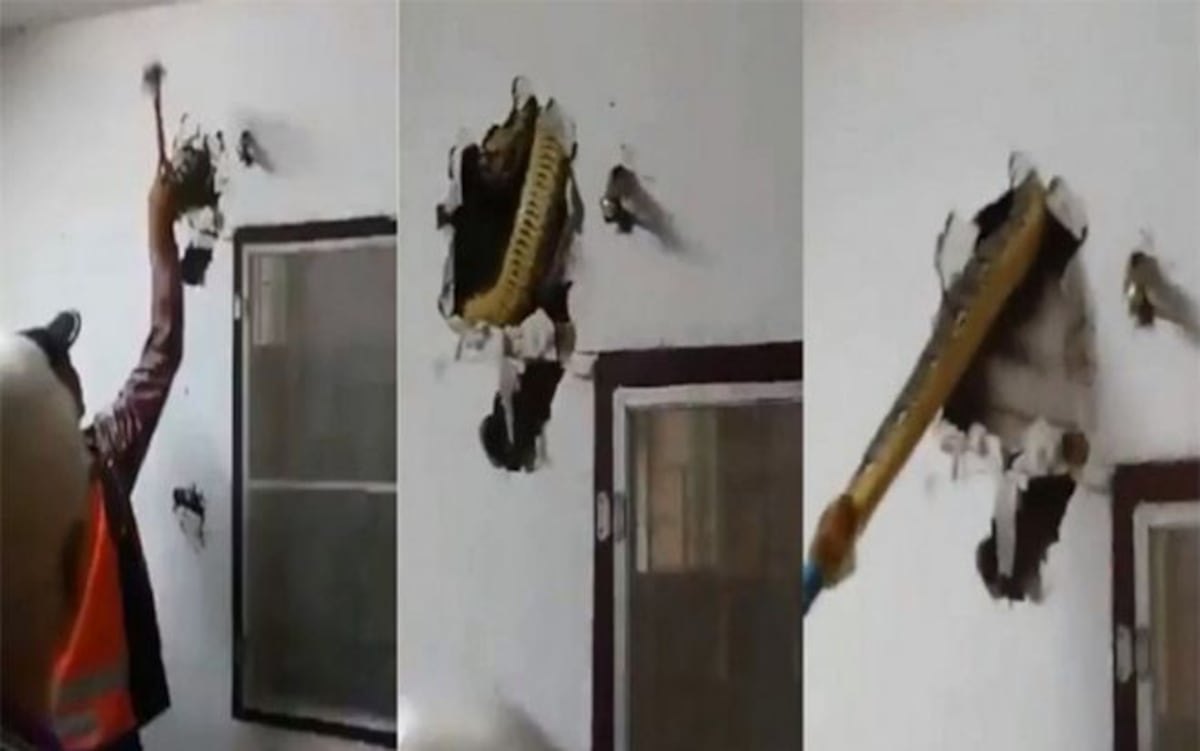 ¡WAO! Descubrió una pitón de 4.5 metros en su pared