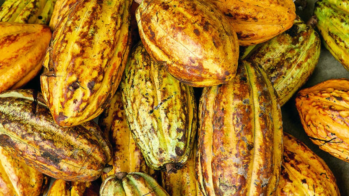 Cacao colonense y bocatoreño tomará rumbos internacionales