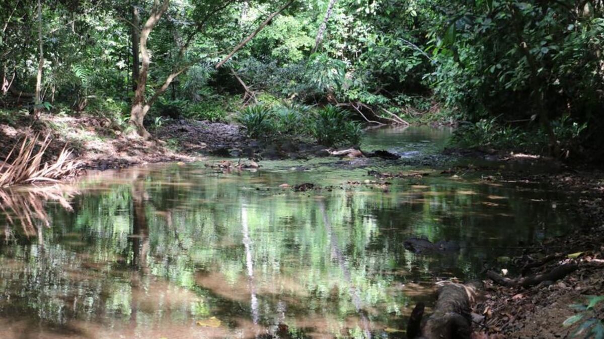 Panamá se encamina a hacer más usos de su patrimonio verde a través de senderos