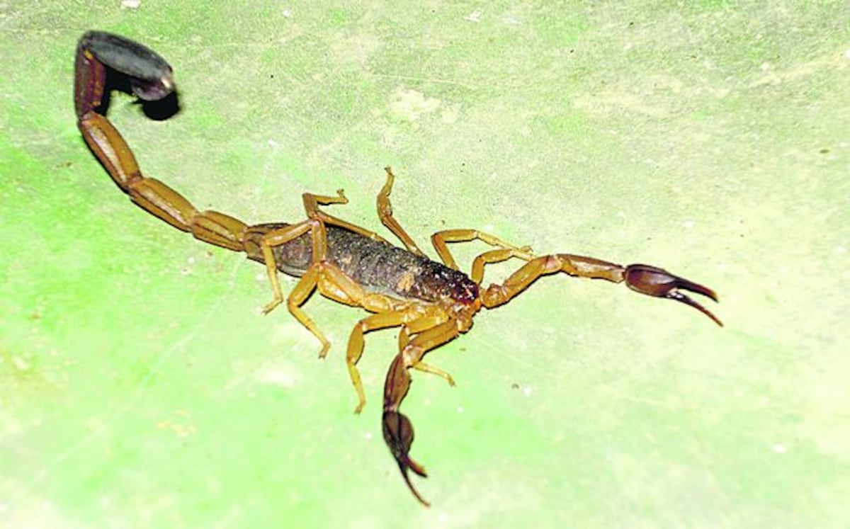 Alacrán pica a niño de 4 años y lo deja en coma