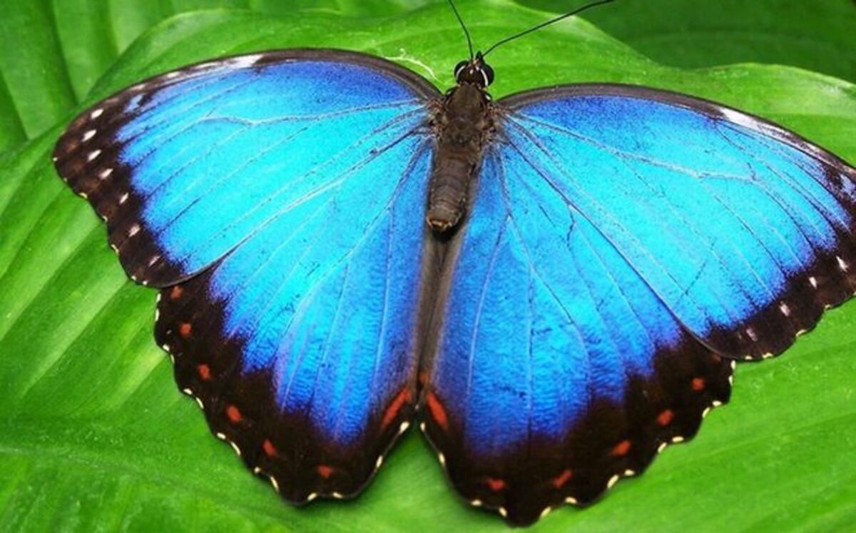 Arrestan a una mujer por robar una mariposa (VIDEO)