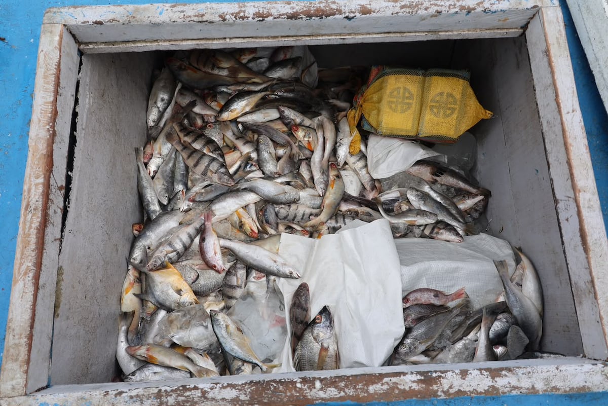 Ni el olor a pescado logró esconder los 571 paquetes de presunta droga